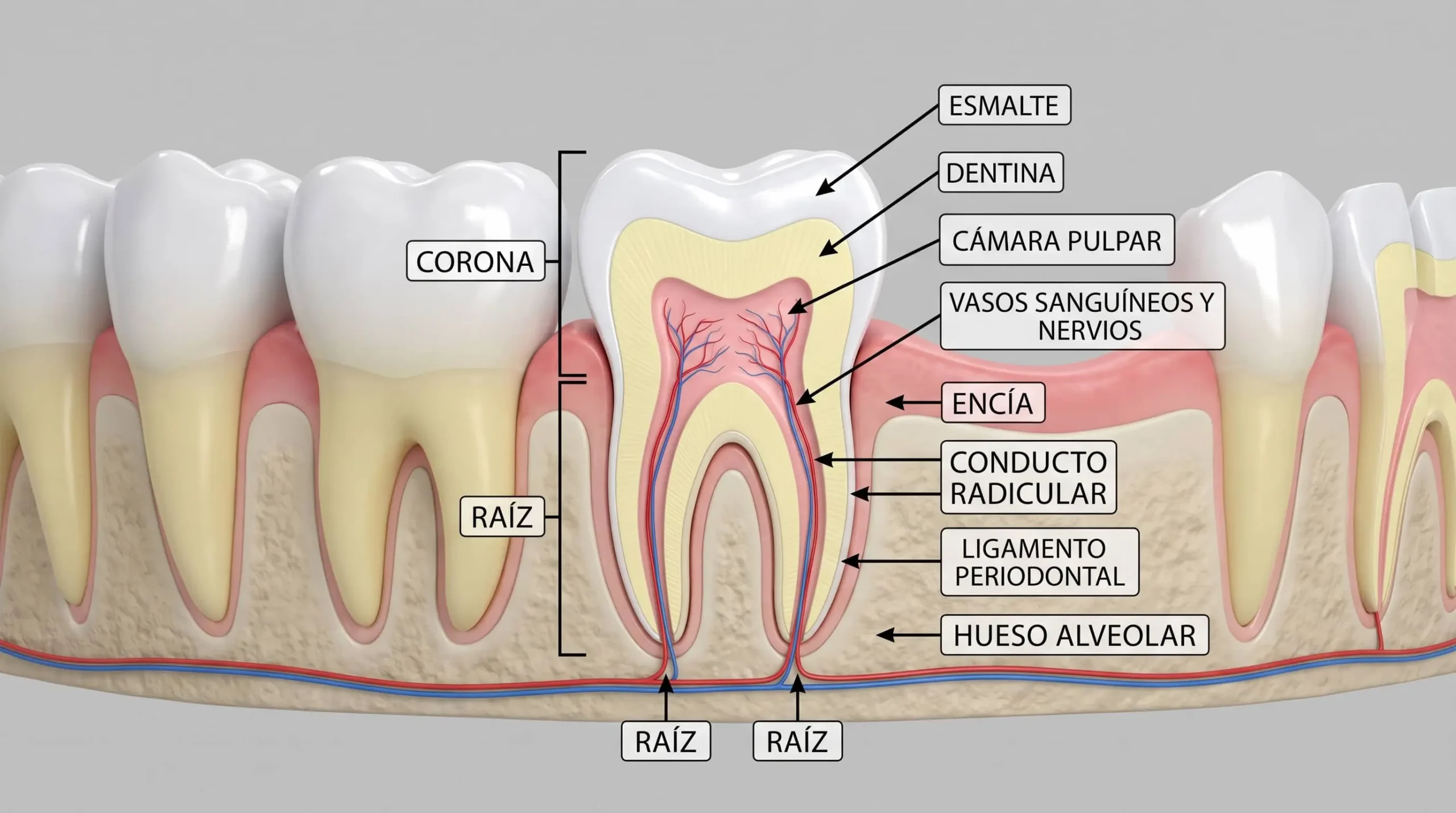 Corte transversal de un diente mostrando la pulpa dental, el tejido que trata la endodoncia